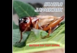 Suara Jangkrik Singkat Bahasa Inggris Nya